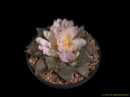 Ariocarpus retusus 3317